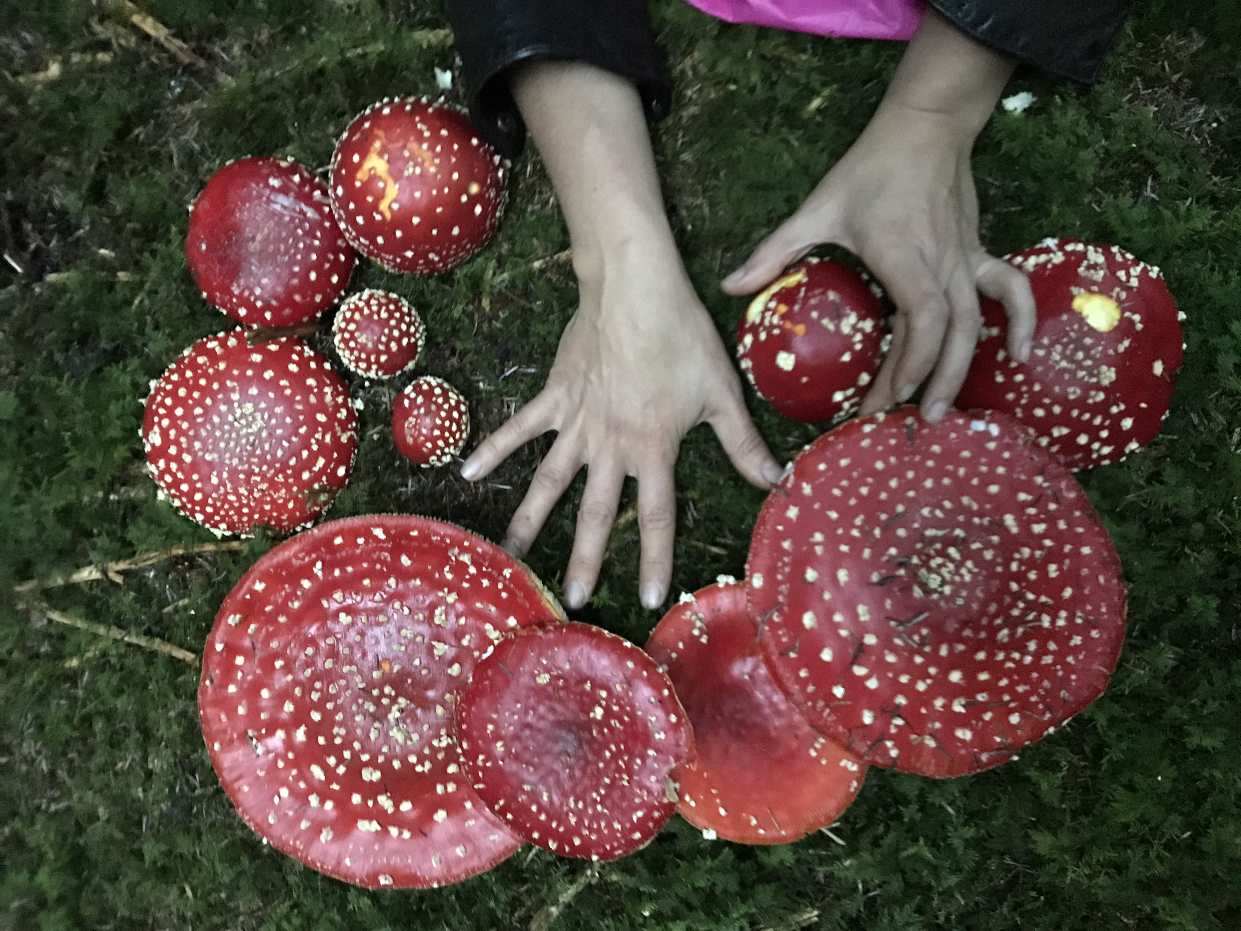 Hips and Haws Wildcrafts Logo